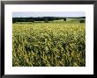 Grain Field, Agricultural Landscape, Near Retz, Lower Austria, Austria, Europe by Ken Gillham Limited Edition Print