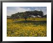 Acacia Tree And Yellow Meskel Flowers In Bloom After The Rains, Green Fertile Fields, Ethiopia by Gavin Hellier Limited Edition Print