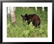 Black Bear Cub (Ursus Americanus), In Captivity, Sandstone, Minnesota, Usa by James Hager Limited Edition Print