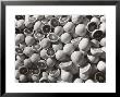 Agrarian Consortiums. Rome. 0Ranges by A. Villani Limited Edition Pricing Art Print