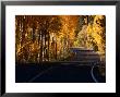 Aspens In Autumn On Road Around June Lake Loop, Eastern Sierra Nevada, June Lake, Usa by Nicholas Pavloff Limited Edition Print