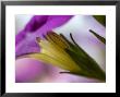 Close View Of Single Honey Bee On A Petunia, Groton, Connecticut by Todd Gipstein Limited Edition Print