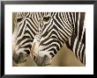 Closeup Of Two Grevys Zebra's Faces by Tim Laman Limited Edition Pricing Art Print