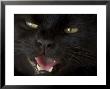 Black Cat In Burwell, Nebraska by Joel Sartore Limited Edition Print