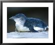 Blue Penguin Sits On A Rock At The Henry Doorly Zoo In Nebraska by Joel Sartore Limited Edition Print