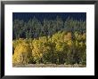 Aspen Fall Colors Near Mammoth Lakes In The Eastern Sierra Mountains, California by Rich Reid Limited Edition Print