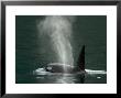Killer Whale In Johnstone Strait Near Vancounver Island, British Columbia, Canada by Ralph Lee Hopkins Limited Edition Pricing Art Print