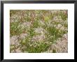 Flowers And Grasses In The Wind by Skip Brown Limited Edition Pricing Art Print