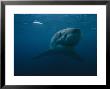 Great White Shark, Australia by Bill Curtsinger Limited Edition Print