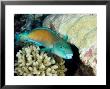 Parrotfish With Coral, Takapoto Atoll, French Polynesia by Tim Laman Limited Edition Print