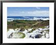 Pristine Sand Dunes And Coastal Heath Above A Vast Ocean, Australia by Jason Edwards Limited Edition Print