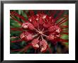 Startling Bright Red Grevillea Flower Petals, Pollen And Stamen, North Carlton, Australia by Jason Edwards Limited Edition Print