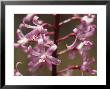 The Delicate Vivid Pink Flowers Of The Spotted Hyacinth Orchid, Yellingbo Nature Reserve, Australia by Jason Edwards Limited Edition Print