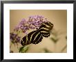 Zebra Winged Butterfly At The Lincoln Children's Zoo, Nebraska by Joel Sartore Limited Edition Print