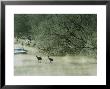 Japanese Or Red-Crowned Cranes Wade Through Mist Rising On A River by Tim Laman Limited Edition Print