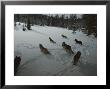 Pack Of Gray Wolves, Canis Lupus, Gather To Get Ready For A Hunt by Jim And Jamie Dutcher Limited Edition Pricing Art Print