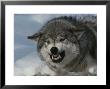 An Alpha Gray Wolf, Canis Lupus, Snarls And Bares Teeth At A Kill by Jim And Jamie Dutcher Limited Edition Pricing Art Print