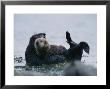 Sea Otter Cradling Her Pup In A Kelp Bed Off Of Adak Island by Joel Sartore Limited Edition Pricing Art Print