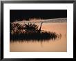 Silhouette Of A Great Blue Heron, Ardea Herodias, At Sunset by Raymond Gehman Limited Edition Print