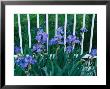 Iris Flowers Grow Along A White Fence by Michael Melford Limited Edition Print