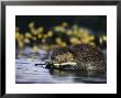 Beaver Eating The Bark Off Of A Small Twig by Michael S. Quinton Limited Edition Print