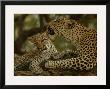 Mother Leopard, Panthera Pardus, Grooming Her Cub, Mombo, Okavango Delta, Botswana by Beverly Joubert Limited Edition Print