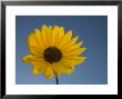 Close-Up Of A Sunflower, Flagstaff, Arizona by John Burcham Limited Edition Pricing Art Print