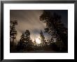 Conifer Trees In Moonlight At Sonora Pass In Winter, Stanislaus National Forest Reserve, California by Phil Schermeister Limited Edition Print