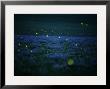 Lightning Bugs And Wild Alfalfa Blanket The Prairie by Jim Richardson Limited Edition Pricing Art Print