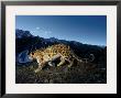 A Snow Leopard Traverses A Rocky Slope by Steve Winter Limited Edition Pricing Art Print