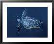 Remoras Attach To A Leatherback Turtle In Underwater Foraging Grounds by Brian J. Skerry Limited Edition Print
