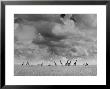 Giraffes Roaming Through The Field by Eliot Elisofon Limited Edition Print