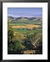 Vineyards, Barossa Valley, South Australia, Australia by Doug Pearson Limited Edition Print