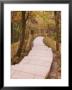 Footpath, Mount Huangshan (Yellow Mountain), Unesco World Heritage Site, Anhui Province, China by Jochen Schlenker Limited Edition Print