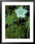 Grass Of Parnassus Flower Growing Through Tamarack Tree Needles In Autumn, Michigan, Usa by Mark Carlson Limited Edition Print