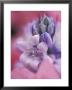 Hyacynth Close-Up, Pennsylvania, Usa by Nancy Rotenberg Limited Edition Print