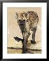 Spotted Hyena, Crocuta Crocuta, Kgalagadi Transfrontier Park, South Africa, Africa by Ann & Steve Toon Limited Edition Print