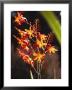 Tropical Flower by James P. Mcvey Limited Edition Pricing Art Print