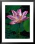 Lotus Flowers At Lotus Farm, Phnom Krom, Angkor, Siem Reap, Cambodia by Richard I'anson Limited Edition Print