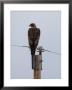 Golden Eagle Sits On Top Of A Power Pole by Joel Sartore Limited Edition Print