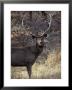 Sambar Deer Stag With Impressive Antlers Stands To Attention by Jason Edwards Limited Edition Print