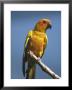 Sun Conure Parrot At The Sedgwick County Zoo, Kansas by Joel Sartore Limited Edition Print