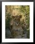 Baby Lion, Panthera Leo, Rests At Its Mother's Feet by Kim Wolhuter Limited Edition Print