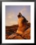 Howling Gray Wolf In The Desert by Norbert Rosing Limited Edition Print