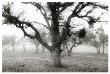 Oak Tree In The Fog by Shane Settle Limited Edition Pricing Art Print