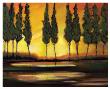 Peaceful California Trees by Judith D'agostino Limited Edition Print