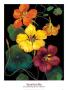 Midnight Bloom Iv by Susan Jeschke Limited Edition Print