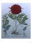 Paeonia Flora Pleno by Basilius Besler Limited Edition Pricing Art Print