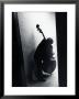 Young Bassist Member Of Alexander Schneider's New York String Orchestra Tuning His Instrument by Gjon Mili Limited Edition Print