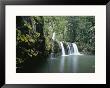 Rainforest View With Waterfall And Red Flowers by John Dunn Limited Edition Pricing Art Print